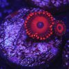 Safecracker Zoanthids