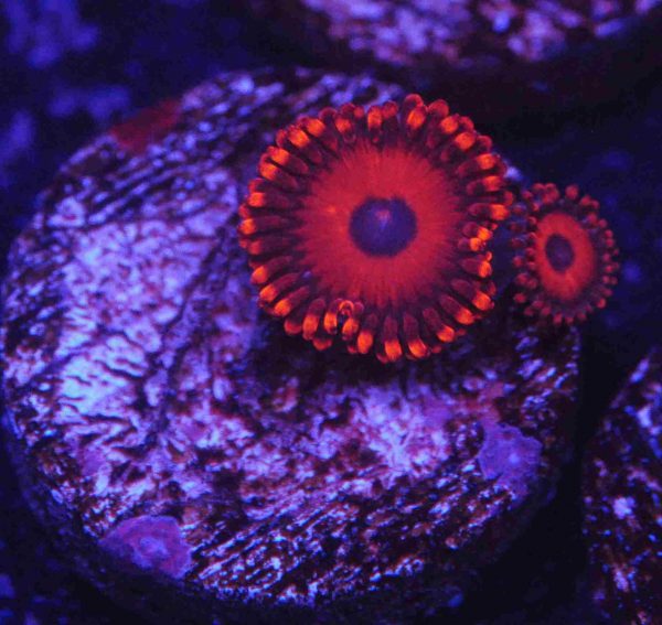 Safecracker Zoanthids