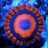 Safecracker Zoanthids
