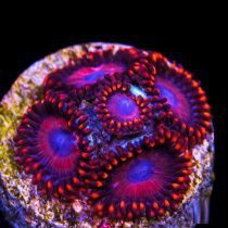 پلیپ زوانتوس سیف کراکر