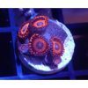Safecracker Zoanthids
