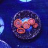 Safecracker Zoanthids