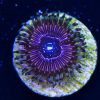 Superstar Zoanthids