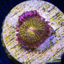 Pandora Zoanthids