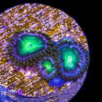 پلیپ-زوانتوس-پری-معبود