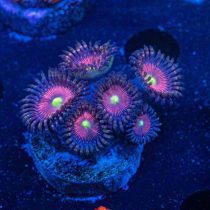 Cat's Eye Zoanthids