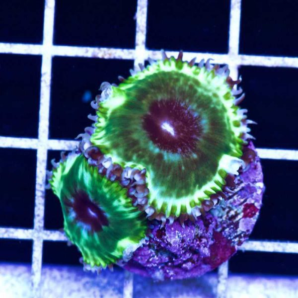 Emerald Green Grandis Palythoa