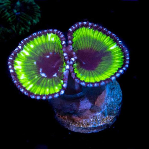 Emerald Green Grandis Palythoa