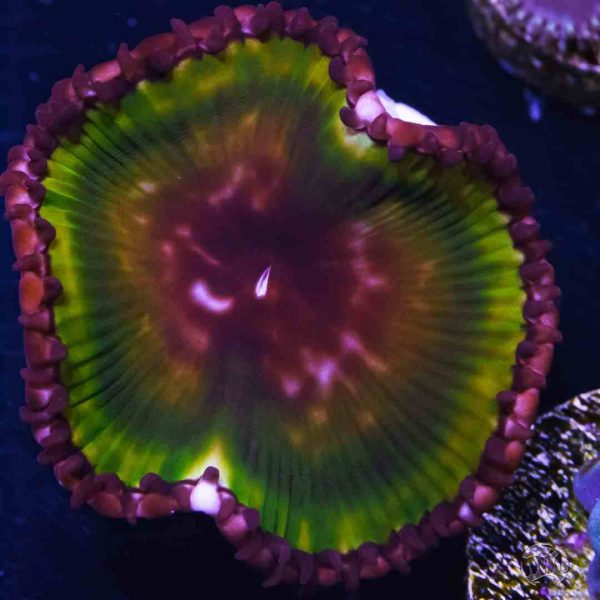 Emerald Green Grandis Palythoa