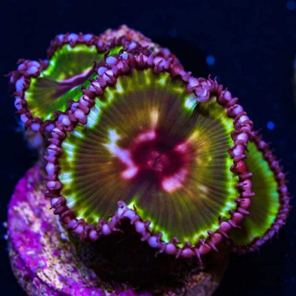 Emerald Green Grandis Palythoa