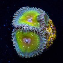 پلیپ پالیتوآ کاپیتان جیسون فاکس