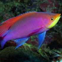 آنتیاس ملکه بنفش