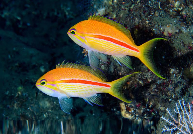 آنتیاس خط قرمز