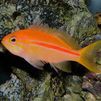 آنتیاس خط قرمز