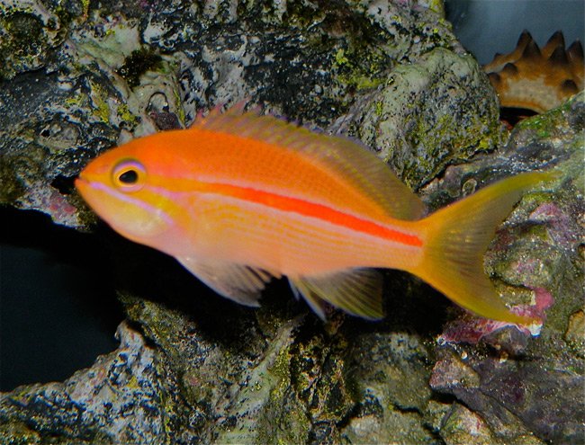 آنتیاس خط قرمز