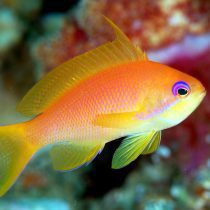 آنتیاس دم چنگی (ماده)