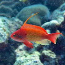 آنتیاس دم چنگی(نر)