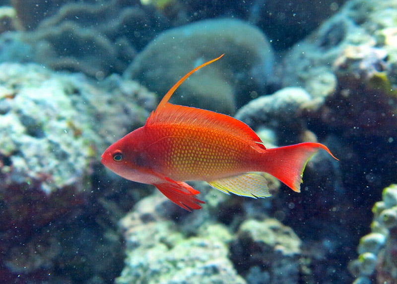 آنتیاس دم چنگی(نر)