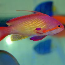 آنتیاس قرمز