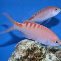 آنتیاس لوری