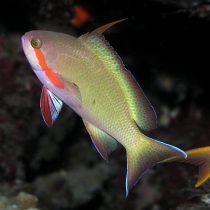 آنتیاس هوچتی