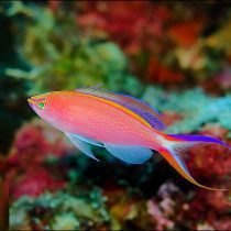 آنتیاس پرنسس