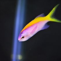 آنتیاس کاربری