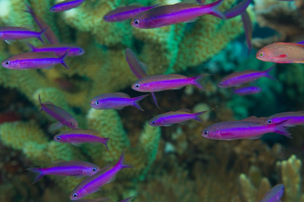 آنتیاس ارغوانی