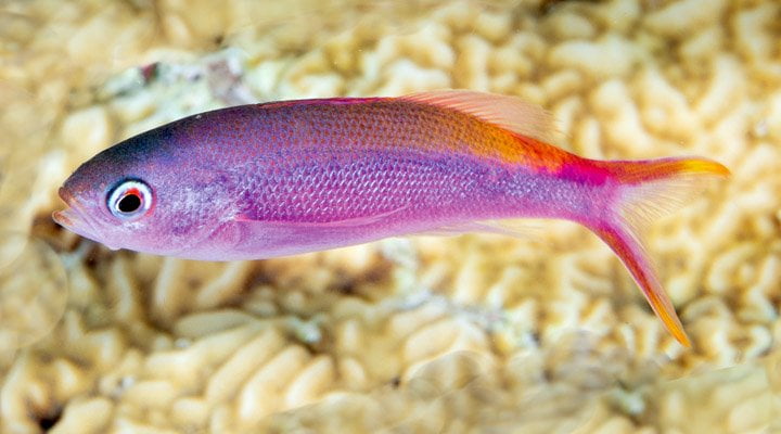 آنتیاس ارغوانی