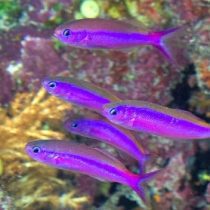 آنتیاس ارغوانی