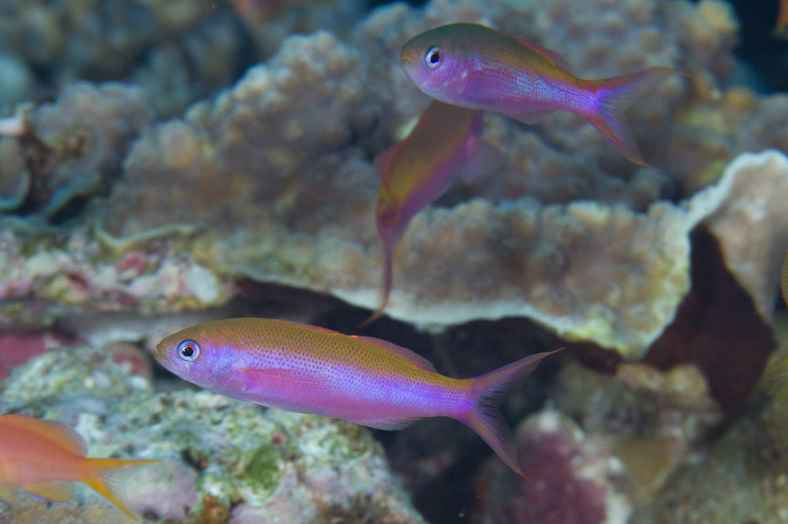 آنتیاس ارغوانی