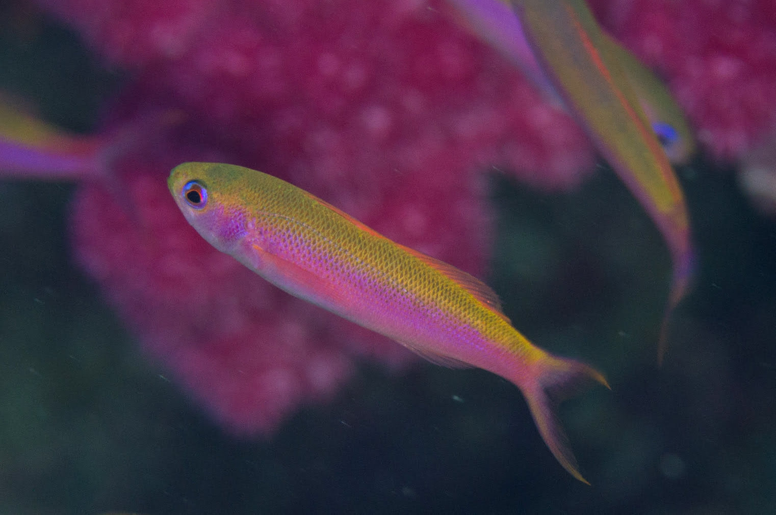 آنتیاس ارغوانی