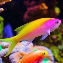 انتیاس اوانسی