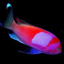 انتیاس تکه ای نر