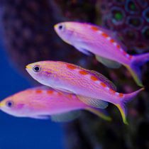 آنتیاس خال قرمز