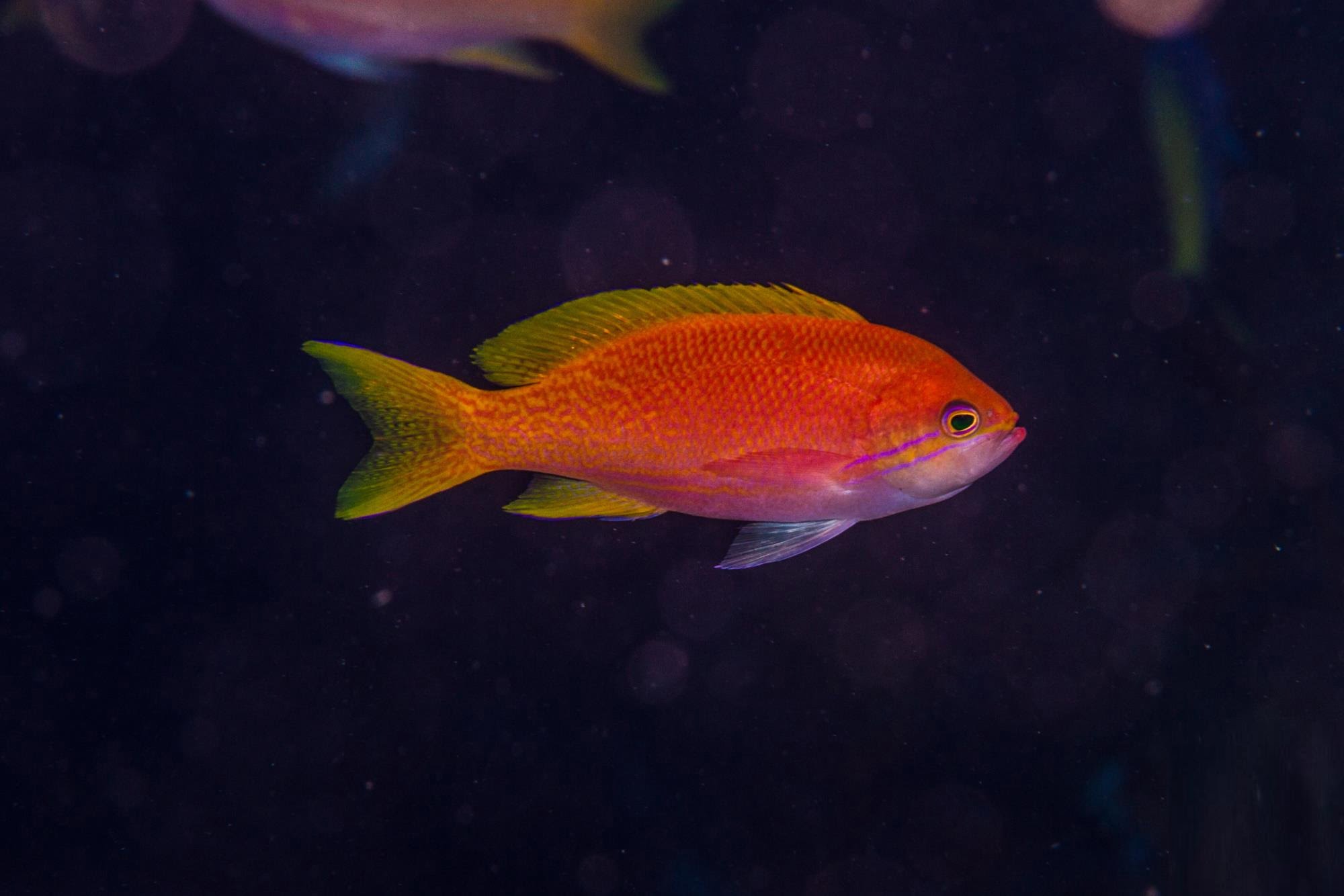 آنتیاس دوخال