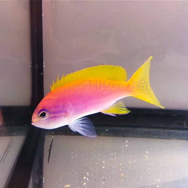 آنتیاس دوخال