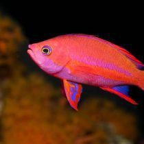 انتیاس راندال نر