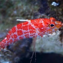 آنتیاس پرچلت خالدار