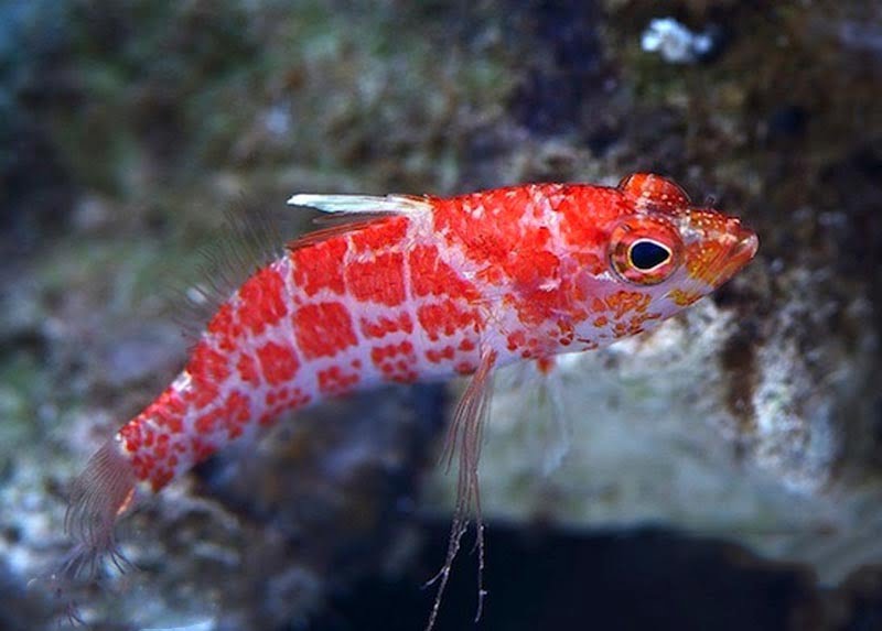 آنتیاس پرچلت خالدار