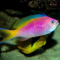 آنتیاس بارتلت