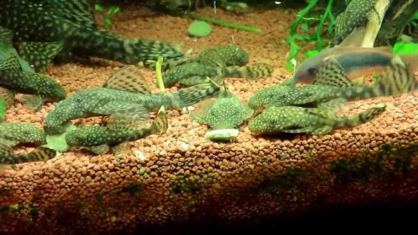 غذای مخصوص کت فیش نووپلکو