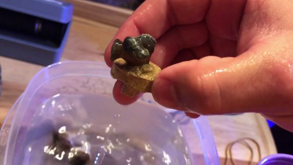 محلول حمام مرجان کورال دیپ پرو Coral RX Coral Dip Pro