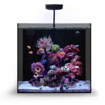 امروزه آکواریوم ها یکی از زیباترین و زنده ترین اجزای یک دکوراسیون کلی خاص و حرفه ای هستند که در طراحی دکوراسیون داخلی منازل، مراکز تجاری و حتی شرکت ها مورد توجه قرار گرفته اند. همچنین آکواریوم ها مرزی میان دنیای ما و دنیای دیگری است که آدمی را وادار به تحسین می کند. این امر ثابت شده است که توجه به این موارد در منزل یا محل کار، باعث آرامش و دلنشین شدن فضا شده و حس مثبتی به افراد منتقل می کند. طراحی و اجرای آکواریوم های حرفه ای امری تخصصی است و باید توسط کارشناسان و متخصصین امر صورت گیرد. تیم حرفه ای ایران کورال با بهره مندی از بهترین کارشناسان و متخصصین این صنعت و استفاده از بهترین تجهیزات و برند های دنیا، به صورت تخصصی در زمینه طراحی، نصب و اجرای آکواریوم های حرفه ای آب شور و…. فعالیت دارد و توانسته است با افتخار رضایت مشتریان خود را جلب نماید. آکواریوم کورال نانو : آکواریوم کورال نانو از مجموعه ایران کورال Irancoral به گونه ای طراحی شده است که بتوان بدون کمترین دردسر و سختی خاصی، انواع آبزیان دریایی زیبا، مانند: ماهیان دریایی و مرجان ها را به راحتی نگهداری کرد و از داشتن یک اکوسیستم دریایی پویا لذت برد. این آکواریوم با گنجایش 70 لیتر می تواند گزینه بسیار مناسبی برای افراد مبتدی و یا حرفه ای باشد .  * بسیار ایده آل برای افراد مبتدی و حرفه ای ها * ظاهری بسیار مدرن و چشم نواز * آکواریوم بدون هرگونه فریم خارجی (Rimless)  * قابل سفارش در دو رنگ سفید و سیاه * دارای کابینت پایه بسیار جذاب * کابینت ضد آب و مقاوم در برابر خوردگی * دارای فیلتراسیون سامپ پشت با قابلیت دسترسی عالی * طراحی و ساخته شده توسط کمپانی ایران کورال  فیلتراسیون کامل  فیلتراسیون آکواریوم های سری کورال نانو به طوری طراحی شده است که بتواند بیشترین بهره وری را ارائه دهد . این آکواریوم قابلیت استفاده برای آکواریوم های آب شور و آب شیرین را دارد و می توان به خوبی بهره برد. سیستم منحصر به فرد این آکواریوم باعث می شود که آب از طریق مجرای ورودی، از پد یا فیلتر ساکس عبور کرده و سپس به چندین نوع خانه برای انواع مدیاهای قرار داده شده، منتقل می شود و سپس به وسیله واتر پمپ با شدت جریان مناسب به آکواریوم باز می گردد.  توجه : آکواریوم های سری کورال تولید شده توسط این مجموعه به صورت سفارش ساخت می باشند و پس از خرید نهایی، اقدام به ساخت آنها می شود که در این روش، قابلیت سفارش دهی خاصی طبق نظر کاربر وجود دارد .