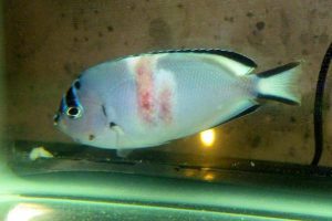 بیماری زخم عمیق (Uronema Marinum)