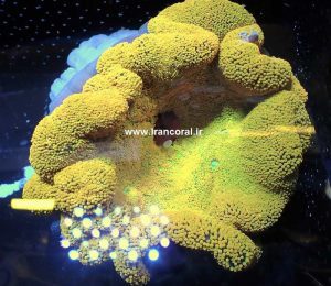 صید شقایق موکتی زرد فوق العاده