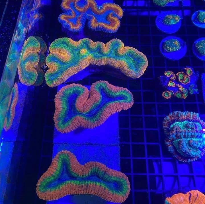 پایان کار نمایشگاه آکواریوم Aquashella