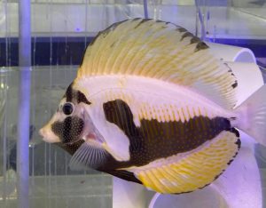 جراح ماهی باله بادبانی پیکاسو یک دسجاردنی است