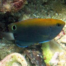 دامسل خال مشکی