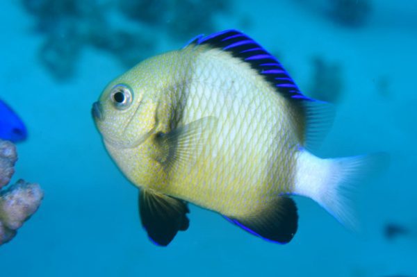 دامسل کلودی